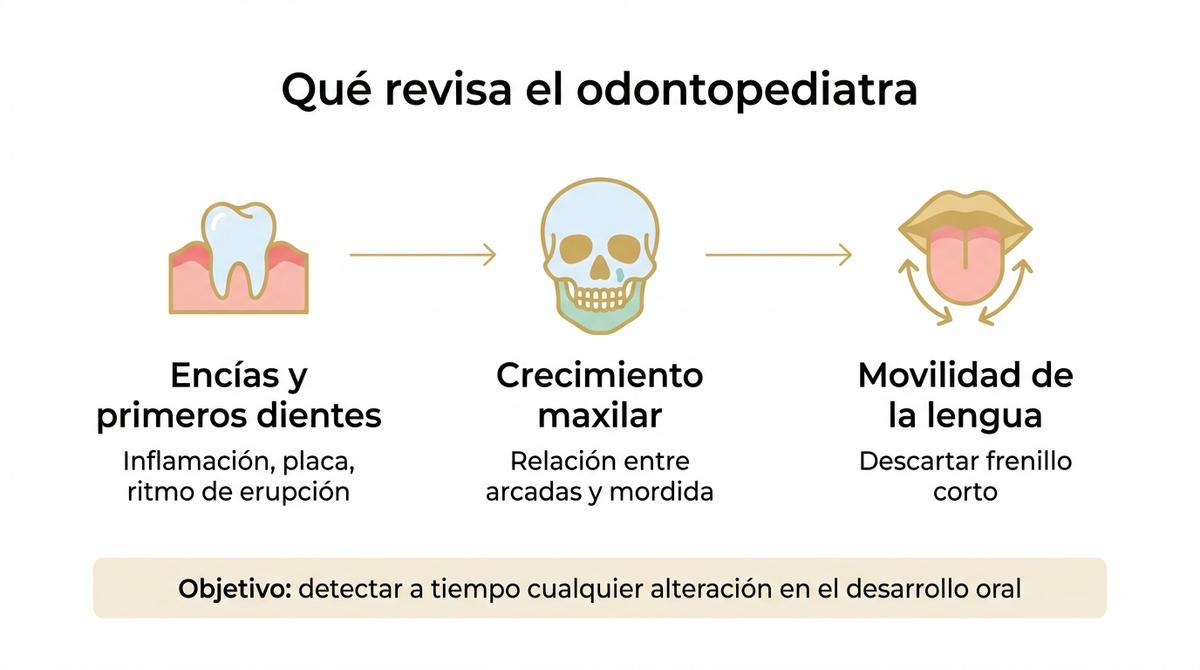 Diagrama que explica los aspectos que revisa el odontopediatra en la boca del niño